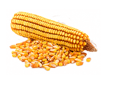 Кукурудза напівзубоподібна жовта (V), ДСТУ 4525, 1 кг